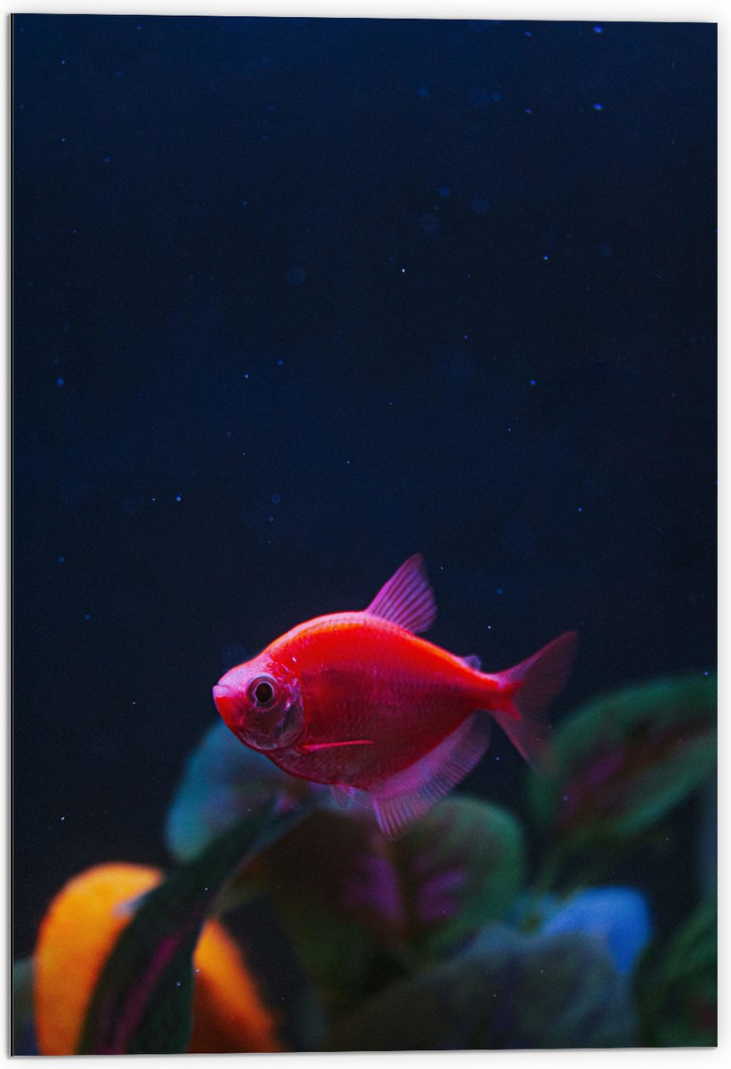Dibond - Rode Vis in Aquarium - 70x105 cm Foto op Aluminium (Met Ophangsysteem)