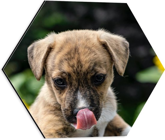 WallClassics - Dibond Hexagon - Puppy Likkend aan Snuit - 40x34.8 cm Foto op Hexagon (Met Ophangsysteem)