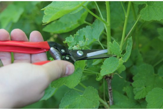 ARS300LR - Fruitschaar 19cm, recht, rood van ARS — afbeelding 3