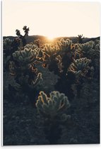PVC Schuimplaat- Cactussen in Woestijn bij Zonsondergang - 40x60 cm Foto op PVC Schuimplaat