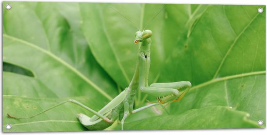 Tuinposter – Sprinkhaan op Fel Groen Blad - 100x50 cm Foto op Tuinposter (wanddecoratie voor buiten en binnen)