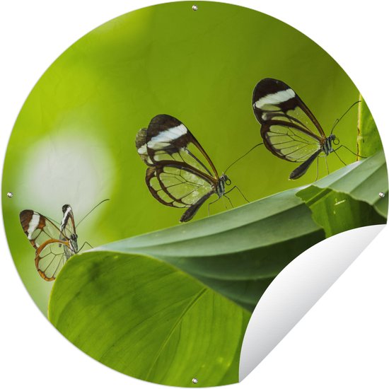 Tuincirkel Doorzichtige vlinder op een blad in Costa Rica - 120x120 cm - Ronde Tuinposter - Buiten XXL / Groot formaat!