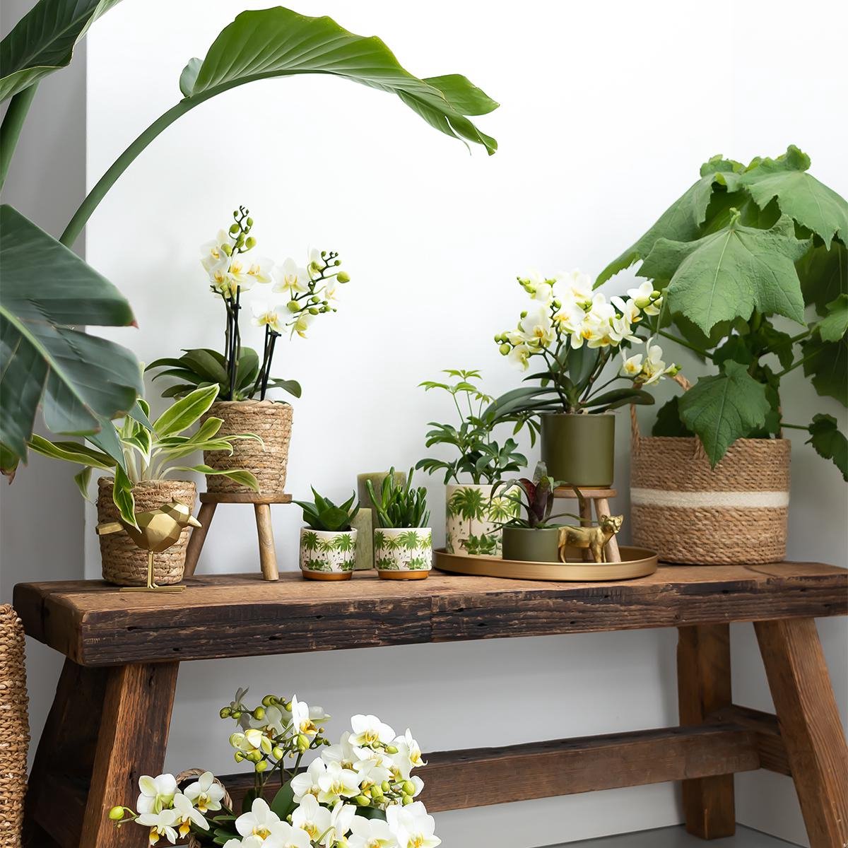 Nature By Colibri Lot DE 4 Macetas Pot De Fleurs Pot Pot De Fleurs Zinc