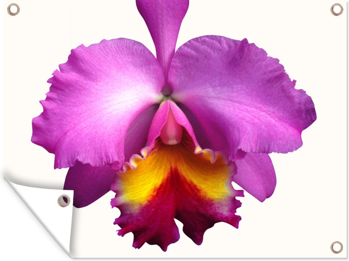 Affiche de jardin Orchidée en gros plan 170x120 cm Décoration