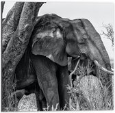 Dibond - Olifant Verstoppend achter Dunne Boom (Zwart-wit) - 50x50 cm Foto op Aluminium (Met Ophangsysteem)