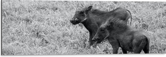 Dibond - Duo Zwijntjes in Graslandschap (Zwart- wit) - 90x30 cm Foto op Aluminium (Wanddecoratie van metaal)