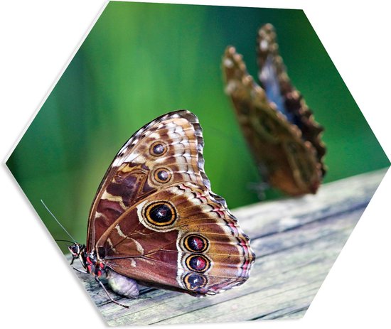 WallClassics - PVC Schuimplaat Hexagon - Duo van Bruine Vlinders op Boomstam - 60x52.2 cm Foto op Hexagon (Met Ophangsysteem)