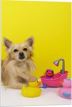 WallClassics - Acrylglas - Chihuahua met Roze Badkuip en Eendjes tegen Gele Achtergrond - 60x90 cm Foto op Acrylglas (Met Ophangsysteem)