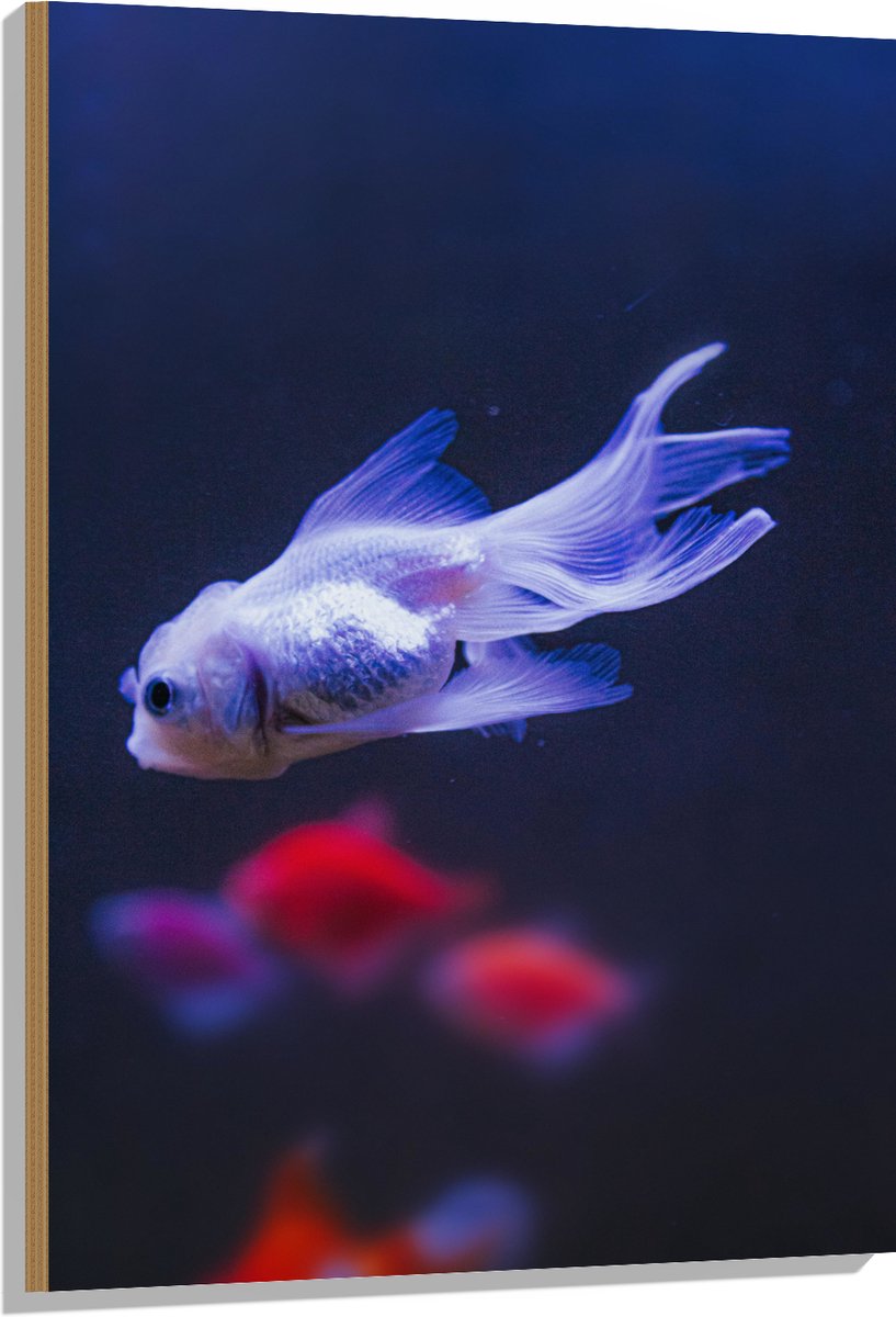 Hout - Mooie Witte Vis in het Aquarium - 70x105 cm - 9 mm dik - Foto op Hout (Met Ophangsysteem)