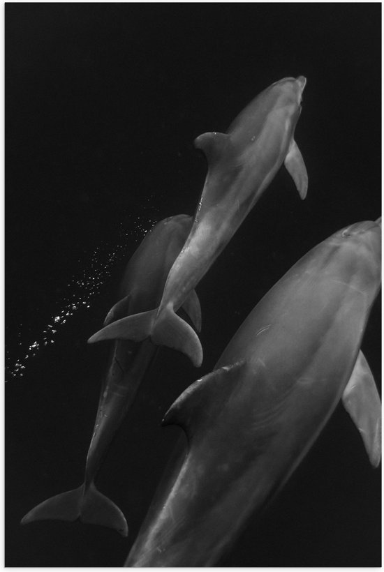 Poster Glanzend – Zwemmende Dolfijnen van Boven in Zwart-Wit - 40x60 cm Foto op Posterpapier met Glanzende Afwerking