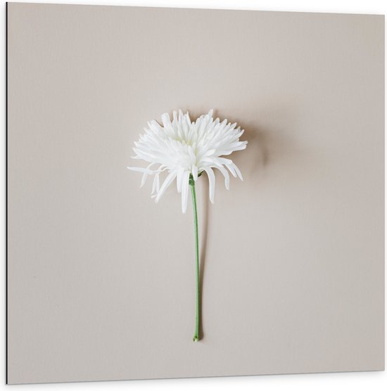 Dibond - Minimalistisch Wit Bloempje op Beige Achtergrond - 100x100 cm Foto op Aluminium (Met Ophangsysteem)