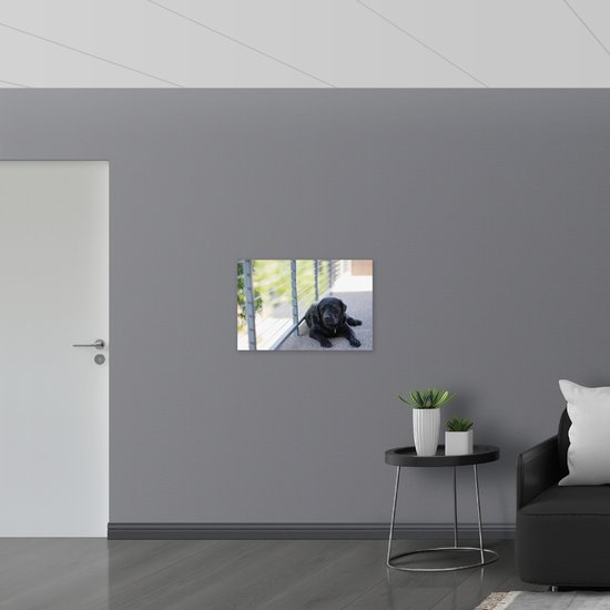 WallClassics - Poster Glossy - Chien couché sur le trottoir - 75x50 cm Photo sur Papier Poster avec Finition Brillante