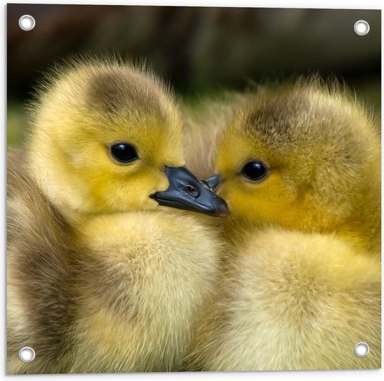 WallClassics - Poster de jardin - Poussins jaunes câlins - 50x50 cm Photo sur poster de jardin (décoration murale pour l'extérieur et l'intérieur)