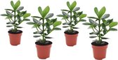 Plant in a Box - Set van 4 Clusia rosea Princess - Stevige kamerplant - Groene bladeren - Pot 12cm - Hoogte 25-35cm