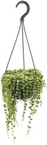 Plant in a Box - Senecio Rowleyanus 'String of Pearls' - Erwtenplant - Hangplant - Kamerplant - Pot 12 - Hoogte 10-20cm