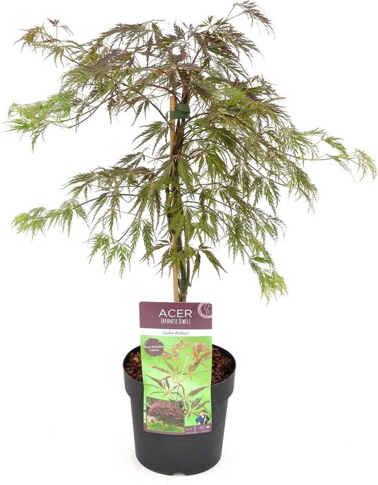 Plant in a Box - Acer palmatum 'Inaba-shidare' - Japanse Esdoorn winterhard - Pot 13cm - Hoogte 30-40cm