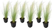 Plant in a Box - Stipa tenuifolia 'Pony Tails' - Set van 6 Stipa 'ponytail' grassen - Verdergras - Pot 9cm - Hoogte 20-30cm