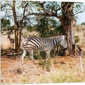 WallClassics - Acrylglas - Gestreepte Zebra bij Bomen in Droog Landschap - 80x80 cm Foto op Acrylglas (Met Ophangsysteem)