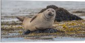 WallClassics - Dibond - Chillende Zeehond op Rots in Water - 100x50 cm Foto op Aluminium (Met Ophangsysteem)