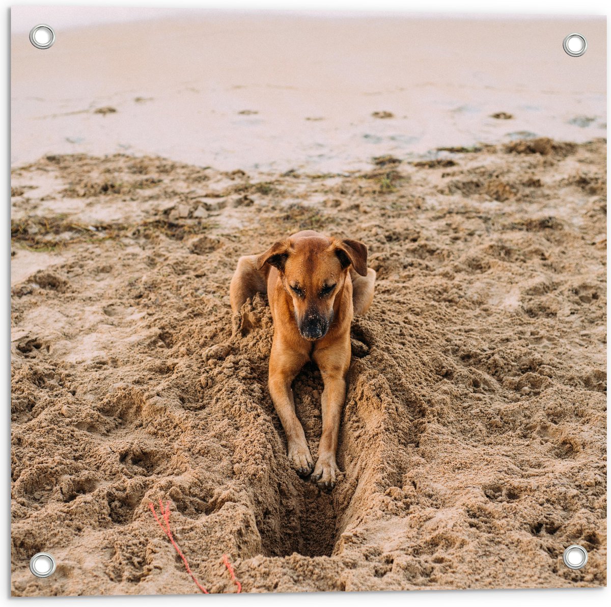 Tuinposter – Gravende Hond op het Strand - 50x50 cm Foto op Tuinposter  (wanddecoratie... | bol.com