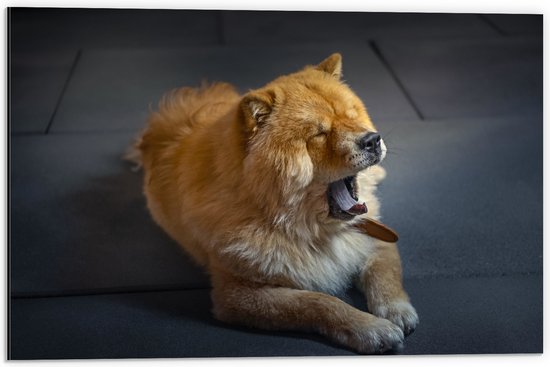 WallClassics - Dibond - Gapende Lichtkleurige Chowchow Hond - 60x40 cm Foto op Aluminium (Met Ophangsysteem)