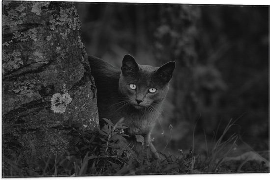 Vlag - Aankijkende Kat bij Boom (zwart- wit) - 75x50 cm Foto op Polyester Vlag