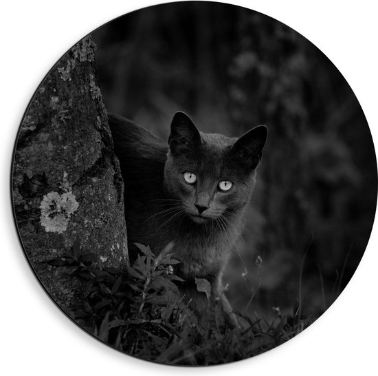 Dibond Muurcirkel - Aankijkende Kat bij Boom (zwart- wit) - 40x40 cm Foto op Aluminium Muurcirkel (met ophangsysteem)