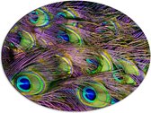Dibond Ovaal - Gekleurde Pauwen Veren - 68x51 cm Foto op Ovaal (Met Ophangsysteem)