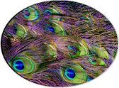 Dibond Ovaal - Gekleurde Pauwen Veren - 28x21 cm Foto op Ovaal (Met Ophangsysteem)