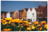 PVC Schuimplaat - Geel Bloemenveld voor Rij Amsterdamse Grachtenpanden - 60x40 cm Foto op PVC Schuimplaat (Met Ophangsysteem)