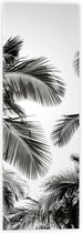 WallClassics - Acrylglas - Zwart/ Witte Palmbladeren - 20x60 cm Foto op Acrylglas (Met Ophangsysteem)