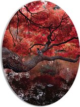 WallClassics - PVC Schuimplaat Ovaal - Rode Herfstboom hangend over Water - 30x40 cm Foto op Ovaal  (Met Ophangsysteem)