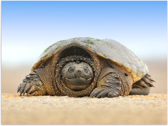 WallClassics - Poster (Mat) - Schildpad op het Zand - 80x60 cm Foto op Posterpapier met een Matte look