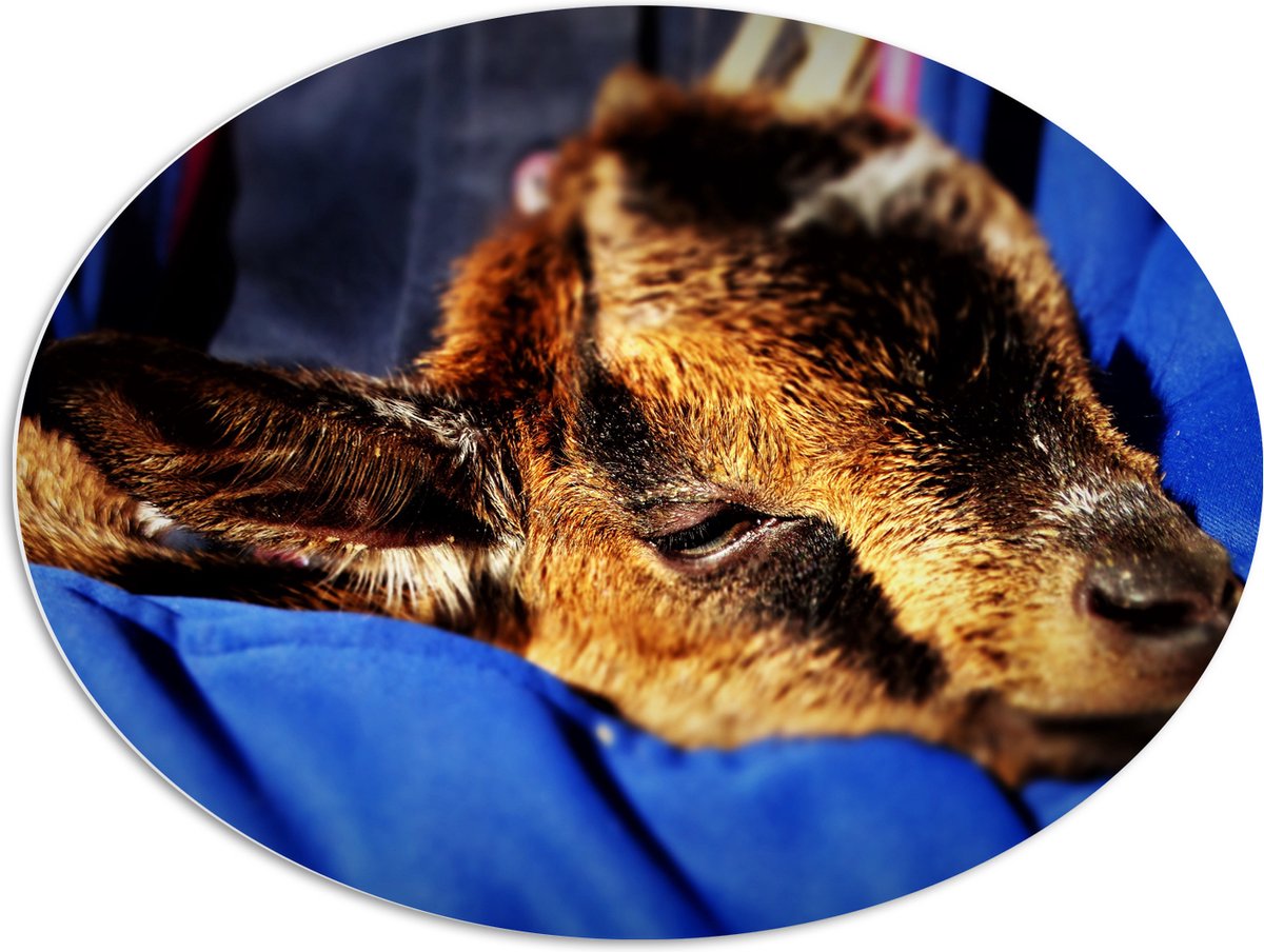 PVC Schuimplaat Ovaal - Baby Geitje - 96x72 cm Foto op Ovaal (Met Ophangsysteem)
