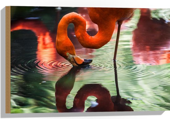 WallClassics - Hout - Flamingo met Kop in het Water - 60x40 cm - 9 mm dik - Foto op Hout (Met Ophangsysteem)