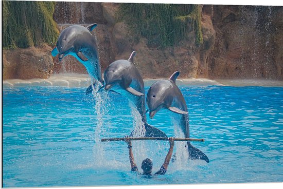 WallClassics - Dibond - Springende Dolfijnen - 90x60 cm Foto op Aluminium (Met Ophangsysteem)