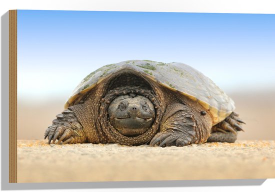 WallClassics - Hout - Schildpad op het Zand - 60x40 cm - 9 mm dik - Foto op Hout (Met Ophangsysteem)