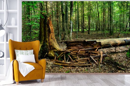 Arbre en décomposition dans le parc national polonais Białowieża papier peint photo en vinyle 450x300 cm - Tirage photo sur papier peint
