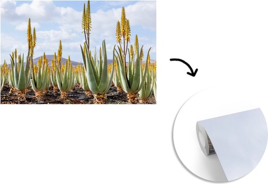 Papier peint Papier peint photo en vinyle - Plantes médicinales d'aloe vera sur Fuerteventura largeur 330 cm x hauteur 220 cm - Tirage photo sur papier peint (disponible en 7 tailles)