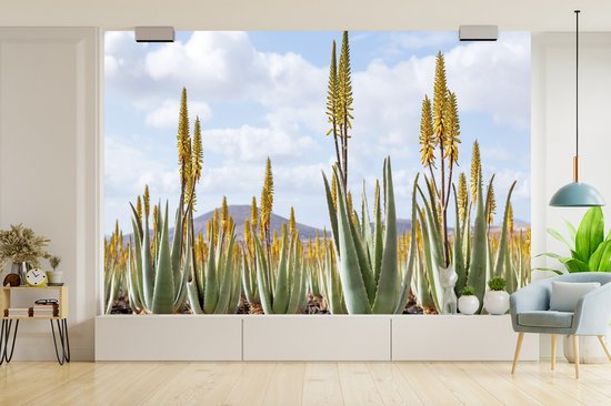 Papier peint Papier peint photo en vinyle - Plantes médicinales d'aloe vera sur Fuerteventura largeur 330 cm x hauteur 220 cm - Tirage photo sur papier peint (disponible en 7 tailles)