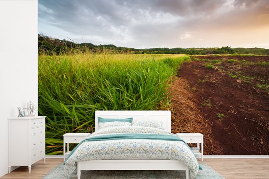 La citronnelle saine pousse à l'état sauvage dans les régions rurales de la Jamaïque papier peint photo vinyle 360x240 cm - Tirage photo sur papier peint