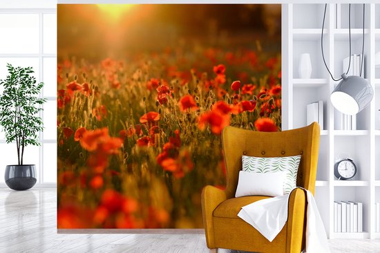 Behang - Fotobehang Oranje gloed over de Klaprozen in het veld - Breedte 220 cm x hoogte 220 cm