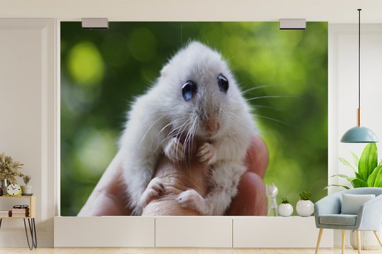 Papier peint - Papier peint Papier peint photo - Hamster aux grands yeux se tenant bien - Largeur 385 cm x hauteur 280 cm