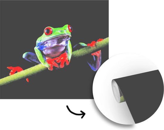Papier peint photo vinyle - Portrait d'une grenouille sur fond noir largeur 240 cm x hauteur 240 cm - Tirage photo sur papier peint (disponible en 7 tailles)