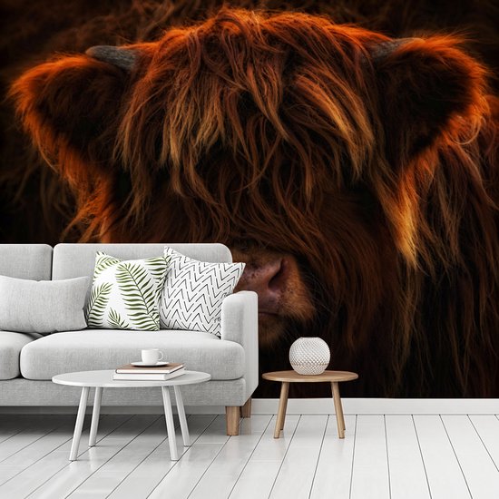 Behang - Fotobehang Schotse hooglander - Licht - Dier - Breedte 375 cm x hoogte 300 cm