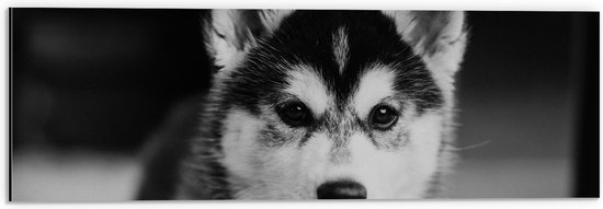 WallClassics - Dibond - Husky Hond in het Zwart Wit - 60x20 cm Foto op Aluminium (Met Ophangsysteem)