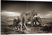 WallClassics - Verre Acrylique - Lionne avec ses Petits en Zwart et Wit - 120x80 cm Photo sur Verre Acrylique (avec système de suspension)
