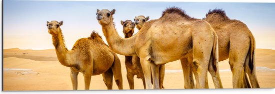 Dibond - Wilde Kamelen in de Woestijn - 90x30 cm Foto op Aluminium (Met Ophangsysteem)