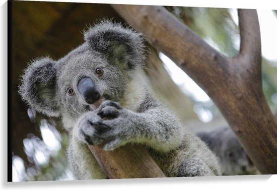 Canvas - Australische Koala in een Boom - 120x80 cm Foto op Canvas Schilderij (Wanddecoratie op Canvas)