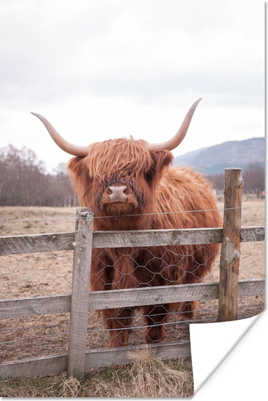 Curious Scottish Highlander poster paper 40x60 cm - Tirage photo sur Poster (décoration murale salon / chambre) / Poster Animaux sauvages
